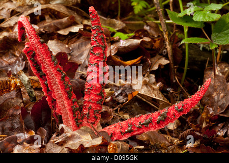 Octopus stinkhorn (Clathrus archeri) close-up. Fungus, introduced from Australia, naturalised in Europe