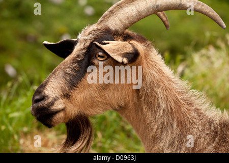 Goats (Capra) grazing in the Picos de Europa, Spain, Europe Stock Photo