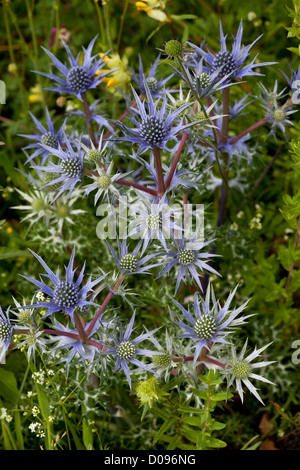 Pyrenean Eryngo (Eryngium bourgatii) in flower, close-up, Picos de Europa, Spain, Europe Stock Photo