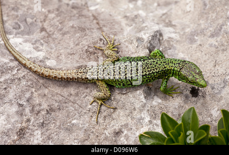 Iberian Rock Lizard (Iberolacerta monticola) close-up, on limestone, Picos de Europa, Spain, Europe Stock Photo