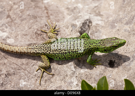 Iberian Rock Lizard (Iberolacerta monticola) close-up, on limestone, Picos de Europa, Spain, Europe Stock Photo