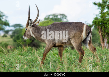 Waterbuck (Kobus ellipsiprymnus), Tarangire National Park, Tanzania, Africa Stock Photo