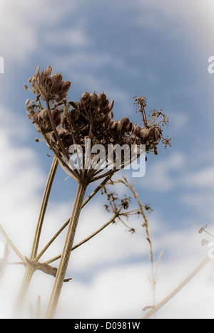 Close-up of cow parsley, plant, against blue sky, black and white, cross processed, plant close up Stock Photo