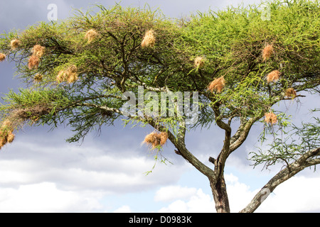 Acacia tree Tarangire National Park. Tanzania Africa Stock Photo