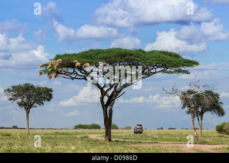 Acacia tree Tarangire National Park. Tanzania Africa Stock Photo