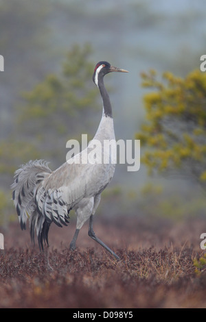 Common Crane (Grus grus) in bog. Europe Stock Photo