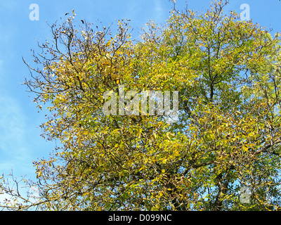 walnut tree in autumnal colors / Juglans regia / Walnussbaum in herbstlichen Farben Stock Photo
