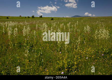 White false-helleborine (Veratrum album) in montane pasture in the Piatra Craiului mountains, Romania. Stock Photo