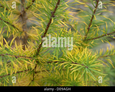larch in autumnal colors / Lärche in herbstlichen Farben Stock Photo