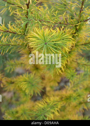 larch in autumnal colors / Lärche in herbstlichen Farben Stock Photo