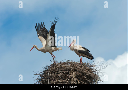 Couple of White storks (Ciconia ciconia) on the nest, one in flight, Izmir Province, Aegean region, Turkey Stock Photo