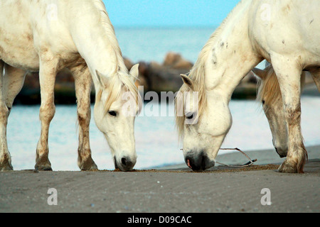 Two beautiful Camargue horses peacefully grazing on the beach in early morning light Stock Photo