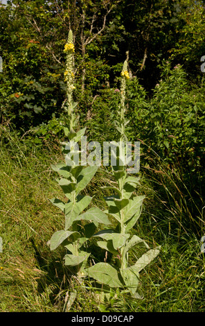 Great Mullein (Verbascum thapsus) in flower Stock Photo