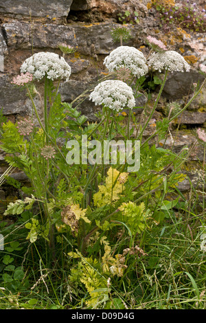 Wild Carrot (Daucus carota ssp. gummifer) on the cliffs at Berry Head, Devon, England, UK. In form known as 'Sea Carrot'. Stock Photo