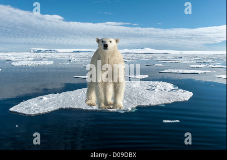 Polar bear on an ice floe, Hinlopen Strait, Svalbard Archipelago, Arctic Norway Stock Photo