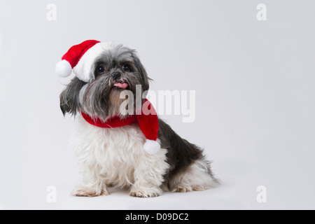 4 year old shih tzu in christmas hat with tongue out Stock Photo