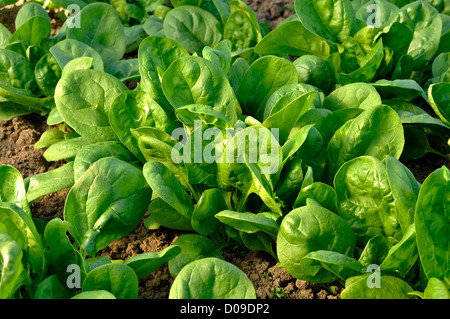 Vegetable bed of spinach (Spinacia oleracea), variety : 'Matador', growing in the vegetable garden. Stock Photo