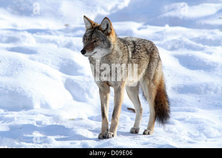 Big male coyote in winter. Stock Photo