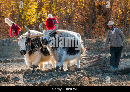 Pair yoked together oxen with decorated horns plow after Fall harvest near Lhasa, Tibet, China Stock Photo