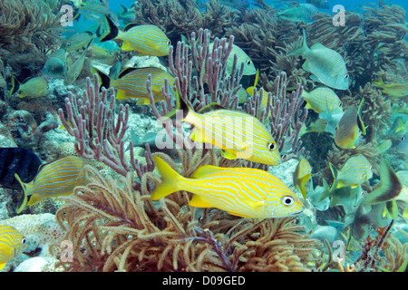 Underwater photo of brightly colored fish and corals on molasses reef in Key Largo, Florida Stock Photo