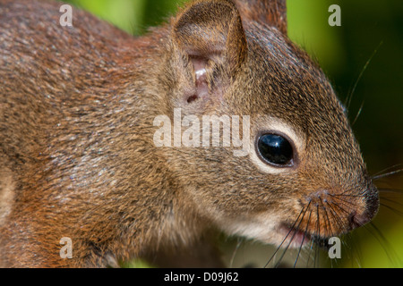 A young American Red Squirrel (Tamiasciurus hudsonicus) close-up in Nanaimo, Vancouver Island, BC, Canada in July Stock Photo