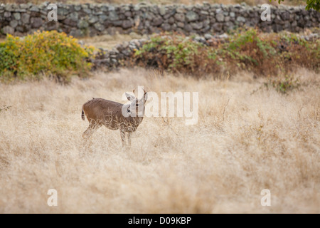 A black-tailed male deer stands in the light brown dry grasses of South Yuba River State Park in Northern California. Stock Photo