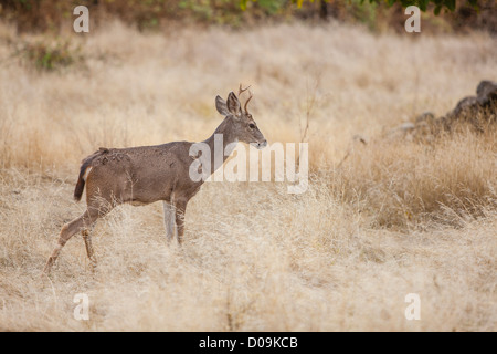 A black-tailed male deer stands in the light brown dry grasses of South Yuba River State Park in Northern California. Stock Photo