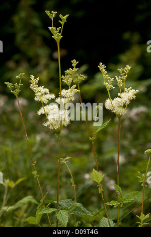 Meadowsweet (Filipendula ulmaria) in flower, summer. Stock Photo