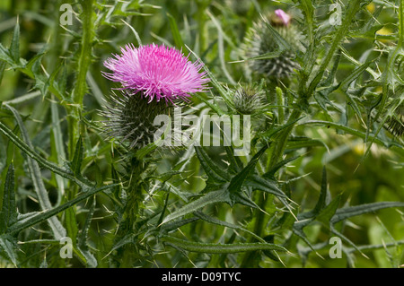 Spear Thistle (Cirsium vulgare) in flower, close-up. Common weed. Stock Photo