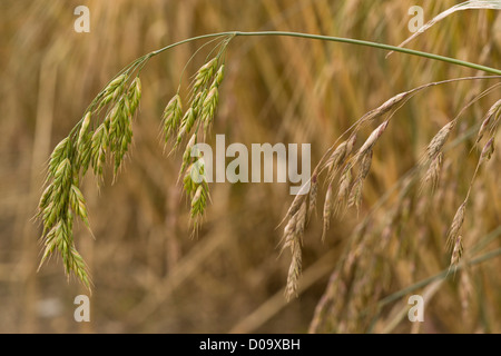 Rye Brome (Bromus secalinus) in cornfield at Ranscombe Farm nature reserve, Kent, England, UK. Rare grass in UK. Stock Photo