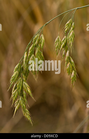 Rye Brome (Bromus secalinus) in cornfield at Ranscombe Farm nature reserve, Kent, England, UK. Rare grass in UK. Stock Photo