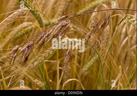 Rye Brome (Bromus secalinus) in cornfield at Ranscombe Farm nature reserve, Kent, England, UK. Rare grass in UK. Stock Photo