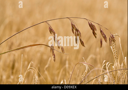 Rye Brome (Bromus secalinus) in cornfield at Ranscombe Farm nature reserve, Kent, England, UK. Rare grass in UK. Stock Photo