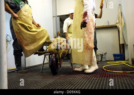 TRADITIONAL SACRIFICE SHEEP DURING AID EL KEBIR FESTIVAL FIRST DAY CELEBRATIONS WITHIN MUSLIM COMMUNITY FOR END RAMADAN Stock Photo