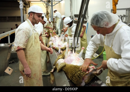 TRADITIONAL SACRIFICE SHEEP DURING AID EL KEBIR FESTIVAL FIRST DAY CELEBRATIONS WITHIN MUSLIM COMMUNITY FOR END RAMADAN Stock Photo