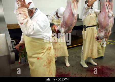 TRADITIONAL SACRIFICE SHEEP DURING AID EL KEBIR FESTIVAL FIRST DAY CELEBRATIONS WITHIN MUSLIM COMMUNITY FOR END RAMADAN Stock Photo