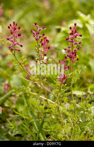 Common Fumitory (Fumaria officinalis) in arable land at Ranscombe Farm nature reserve, Kent, England, UK Stock Photo