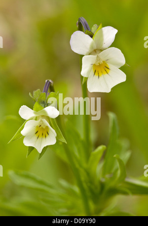 Field pansy (Viola arvensis) Ranscombe Farm nature reserve, Kent, England, UK Stock Photo