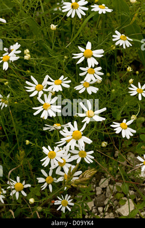 Stinking chamomile (Anthemis cotula) at Ranscombe Farm nature reserve, Kent, England, UK Stock Photo