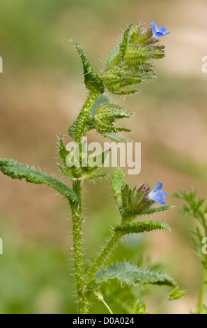 Bugloss (Anchusa arvensis) in arable land, Ranscombe Farm nature reserve, Kent, England, UK Stock Photo