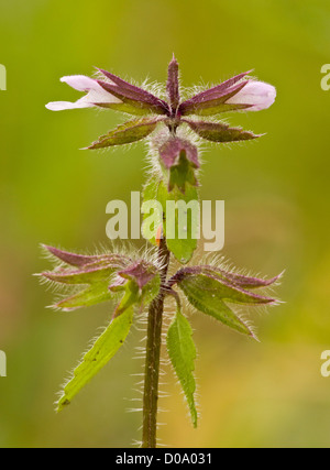Field Woundwort (Stachys arvensis) close-up, Ranscombe Farm nature reserve, Kent, England, UK Stock Photo
