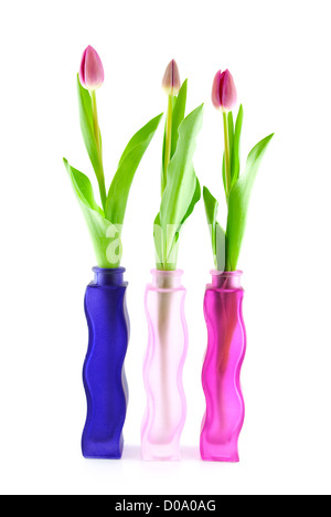 Three Dutch tulips in vase over white background Stock Photo