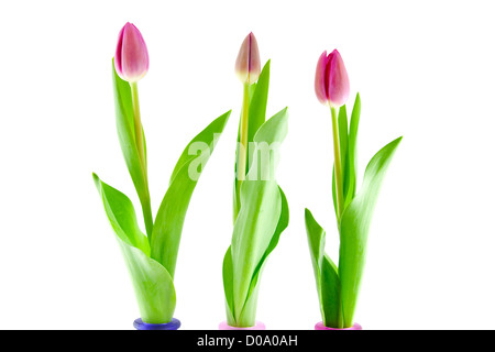 Three Dutch tulips side by side over white background Stock Photo