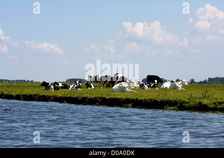 Typical black and white dutch cows in meadow Stock Photo