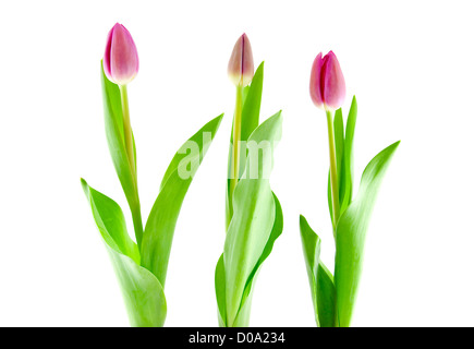 Three Dutch tulips side by side over white background Stock Photo