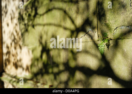 Tree shadows cast on a wall' Stock Photo