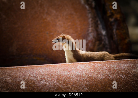 Stoat hunting in amongst the drainage pipes of an estuary. Stock Photo