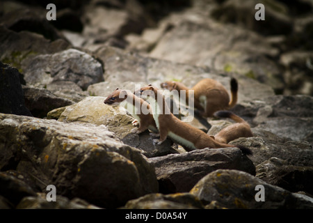A family of stoats hunting amongst the rocks of an estuary. Stock Photo