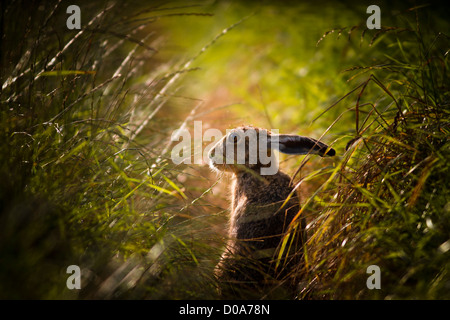 Brown hare keeping a watchful eye out on a country footpath Stock Photo
