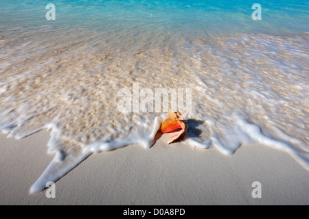 Queen conch shell Stock Photo